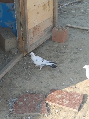 Göyərçinlər: Məhsul: Göyərçin sürüsü Təsvir: - Şəkillərdə müxtəlif rəng və — 15