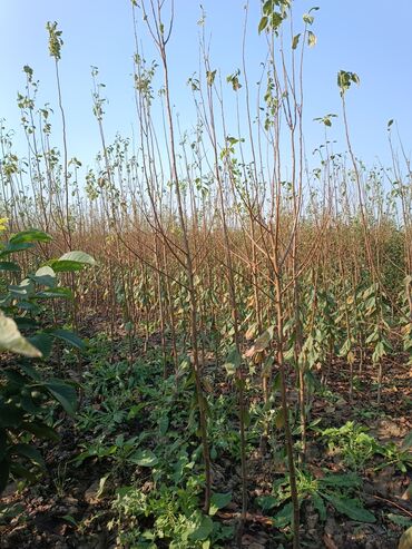 Tinglər: Her sor tinglermiz movcuddur yerli və xarici sortlar var sortlara — 4