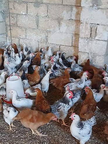 brama toyuqları: Сhicks, Для разведения — 1