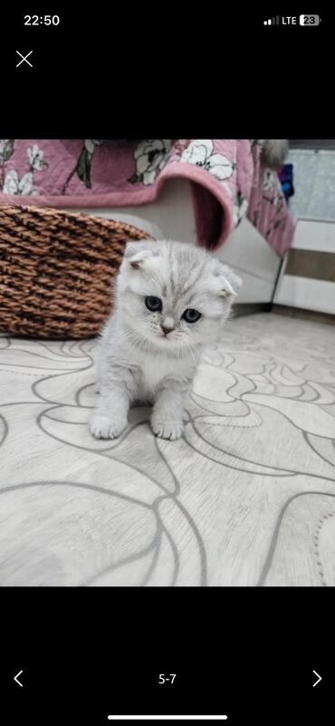 дом для кроликов: Шотландские котята (скоттиш) серебристого окраса - Два очаровательных