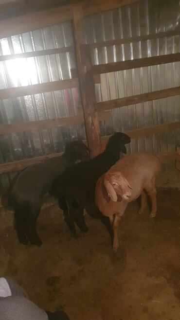 дом для животных: Ургачы козулар 3 баш сатылат. 55 минден