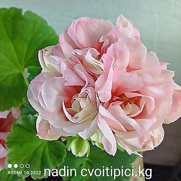 Герани и пеларгонии: Пеларгонии (герань зональная) — сортовые кустики в горшках — 12