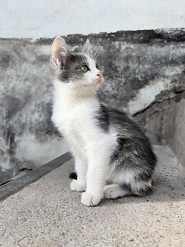кошки балыкчы: Кошка даром: Беспородная, 2 месяца, Мальчик, Проглистована — 4
