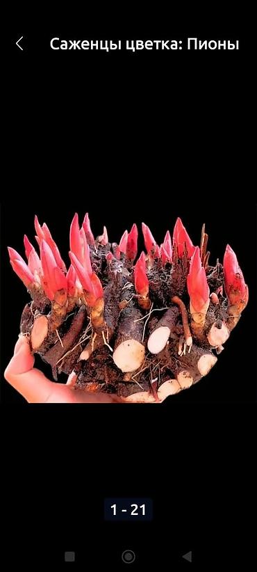 Пион: Пионы — клубни/саженцы Пионы травянистые Пионы клубнями. Пионы — 2