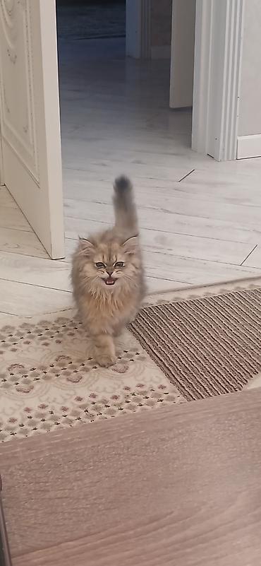 Pişiklər: Britan, Dişi, Ünvandan götürmə — 8