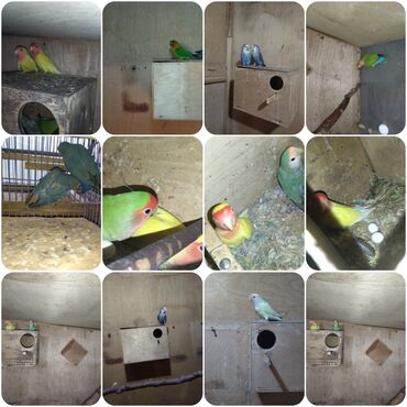 Tutuquşları: Məhsul: Agapornis (Sevgi quşları) cütləri və yuvalama dəstləri — 1