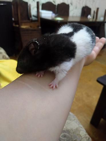 hamster satis: Salam. Xomyak satilir. Disidi. Qetiyyen el dislemir. Oynagandir. Bir — 2