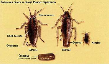 Дезинфекция, дезинсекция: Дезинфекция, дезинсекция, | Тараканы, | Дворы, Кафе, магазины, Квартиры — 3