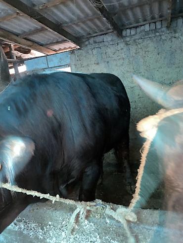 Коровы, быки: Продаю | Бык (самец) — 6