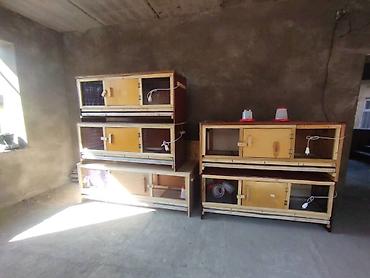 Зоотовары: Брудер для цыплят. универсальный Брудер жожого бодоного коенго хомяка at lalafo.kg — 12 Зоотовары: Брудер для цыплят. универсальный Брудер жожого бодоного коенго хомяка — 12