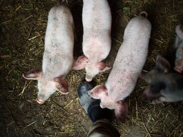 Свиньи: Продаю | Поросенок | Крупная белая, Ландрас, Дюрок | На забой, Для разведения
