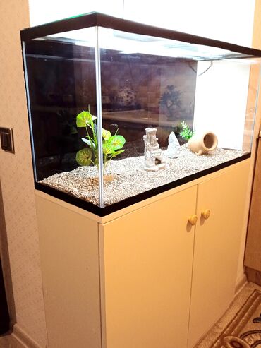аквариум: Salam. qiymet yalniz akvaryumun ozune aitdi wkafli aksesuarli isteyen