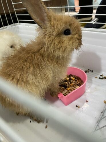 dovşan şəkilləri çəkmək: Mini tavşan – uzun tüklü, şirin lövbəri-qəhvəyi rəngdə. Ev Dovşanı lalafo.az -da dovşan şəkilləri çəkmək: Mini tavşan – uzun tüklü, şirin lövbəri-qəhvəyi rəngdə. Ev Dovşanı