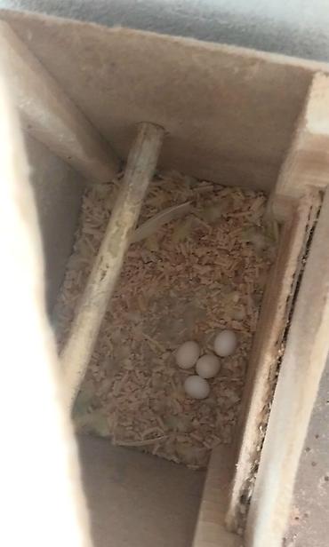 qəfəsler: Hazir cutluk mehebbet qusu. komplekt satilir. Altinda 4 yunurtasi var — 2