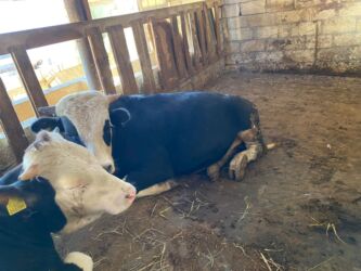 Inəklər, öküzlər: Erkək, il: 1, 170 kq, Ətlik, Ünvandan götürmə -da lalafo.az — 7 Inəklər, öküzlər: Erkək, il: 1, 170 kq, Ətlik, Ünvandan götürmə — 7