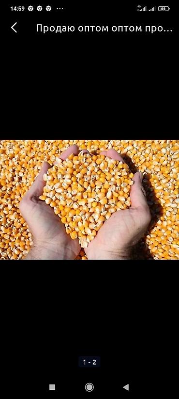 сколько стоит электрогитара в бишкеке: Бишкек ᐈ Музыкальные инструменты ...