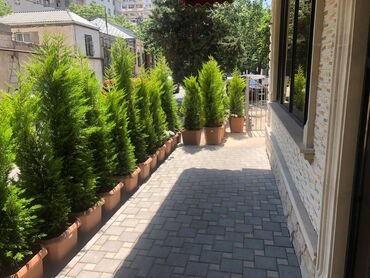 Restoran, kafelər: 28 may metrosuna yaxin 80 kv sahəsi olan kafe 3500azn icarəyə — 6