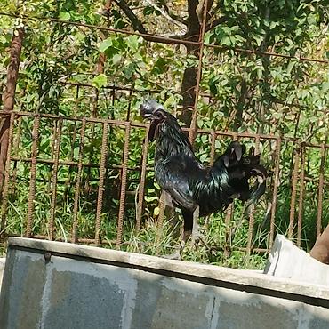 toyuq növləri: Produkt: Ayam Cemani cross
Xoruz: 100 AZN 
Toyuq 85 AZN — 2