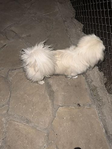 it yemi: Pekines, 2 il — 3