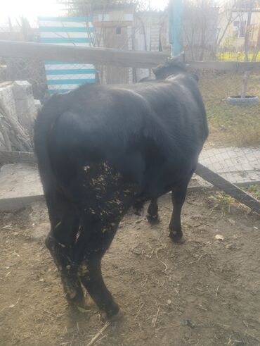 деревянный ящик: Сатам | Бука (эркек) | Швиц, Айршир | Бордоп семиртүү үчүн, Союуга