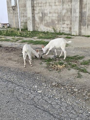 labrador satilir: Erkək, il: 3, Südlük, Ünvandan götürmə — 5