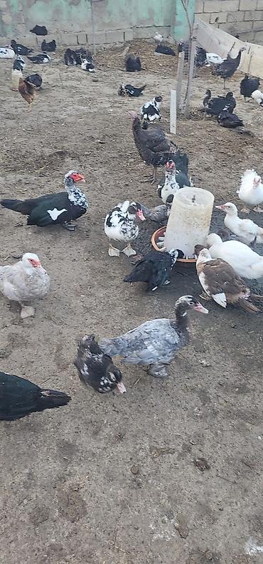 bildircin qusu: Qarışıq həyət quşları sürüsü təqdim olunur. Şəkildə əsasən müxtəlif — 1