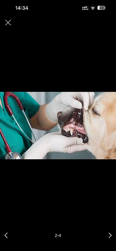 Ветеринар кызматы: 🐾 ВЕТЕРИНАРНЫЕ УСЛУГИ — БИШКЕК И ОБЛАСТЬ Профессиональная — 2