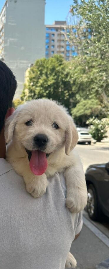 поводок для собак: Retriever, 1 ay, Erkek, Sənədli, Pulsuz çatdırılma, Ödənişli çatdırılma