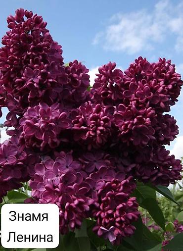 сирень цветы: Сирень — декоративные сорта для сада Доступные сорта на фото: - — 3