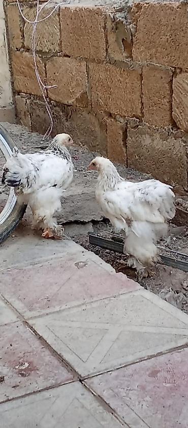 Tecili satilir saglam heyvanlardi temiz arginal vap akt 2 ayliqdilar