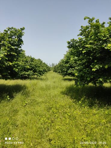 şabranda torpaq satılır: 130 sot, Kənd təsərrüfatı, Mülkiyyətçi, Kupça (Çıxarış)