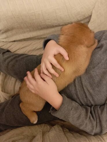 собака в добрые руки: Erkek, Pulsuz çatdırılma lalafo.az -da собака в добрые руки: Erkek, Pulsuz çatdırılma