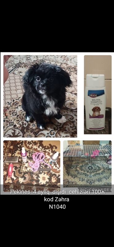 İtlər: 3 ay, Dişi, Peyvəndli — 19