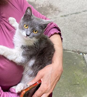 купить британского короткошерстного котенка: Отдадим котенка в добрые руки 🙏🏻
Чистенький, хорошенький 🫶🏻