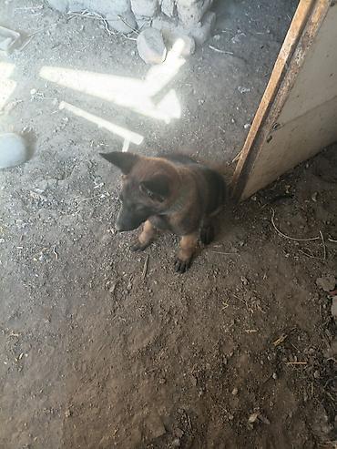жалал абад кошка: Бельгия овчаркасы, 3 айлык, Эркек, Эмделген — 6