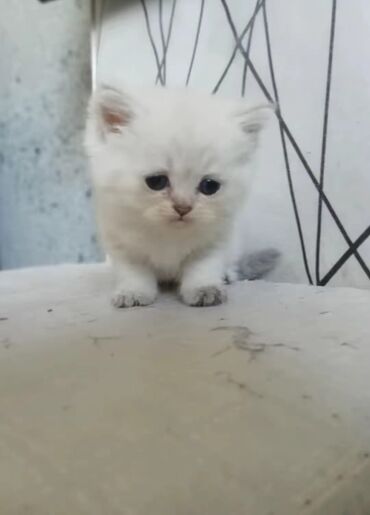 Pişiklər: Britan yastı qulaq, Erkək, Dişi, Yaxşı əllərə, Ünvandan götürmə, Pulsuz çatdırılma, Ödənişli çatdırılma — 71