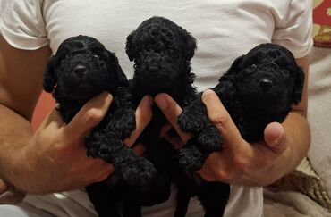 Psi: Pudle – štenad mini tipa Opis: - Preslatka legla pudli sa kovrdžavom — 5