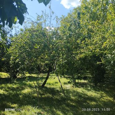 Torpaq sahələrinin satışı: 25 sot, Kupça (Çıxarış) -da lalafo.az — 8 Torpaq sahələrinin satışı: 25 sot, Kupça (Çıxarış) — 8