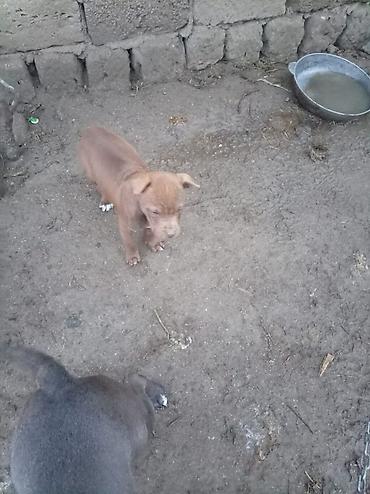 İtlər: Pitbul, 2 ay, Dişi — 10