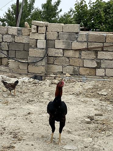 heyratılar: Heyratı xoruz tam sağlamdır ideal formadadır — 7