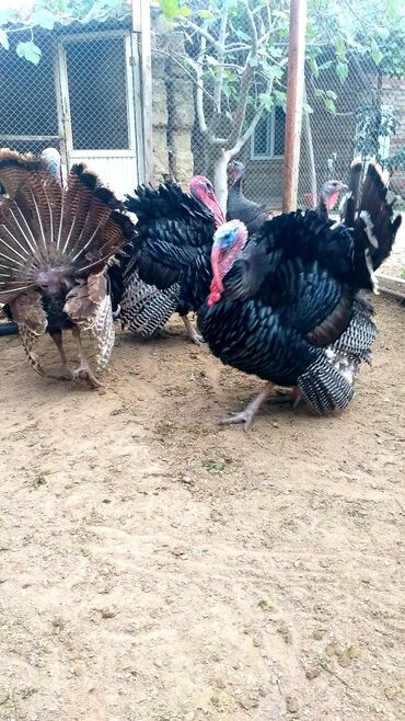 ayam cemani yumurta: Dişi, Kanada, Yumurtalıq, Ödənişli çatdırılma