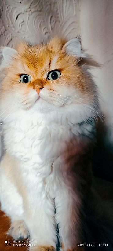 Pişiklər: Qızıl şinşilla — 9