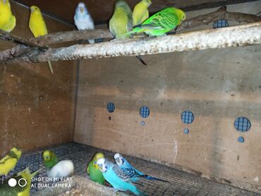 Tutuquşları: Valnisti papuqaylar satilir tutuquşular coxdu renbow var onun qiyməti — 9