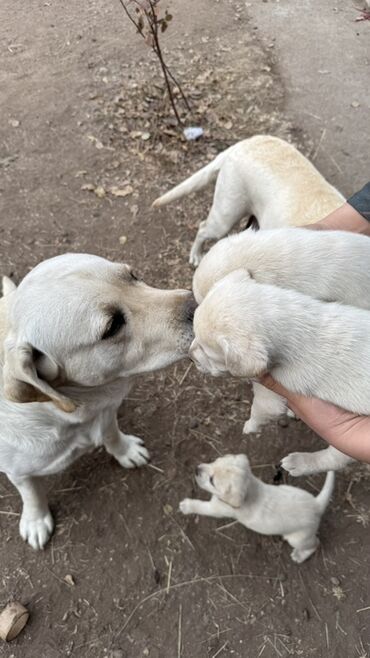 Продажа собак: Щенки светлого окраса лабрадоров/ретриверов 4 мальчика, 3 девочки У — 8