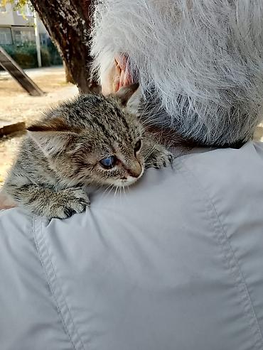 шотландская кошка бишкек: Котёнок, - Пол: девочка,маленький котёнок, 1–2 месяца - Окрас — 3