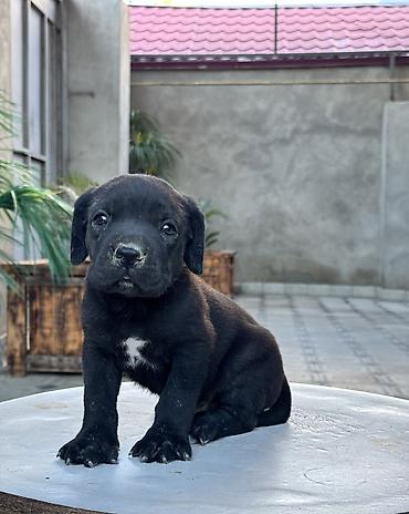 İtlər: Kane-Korso, 1 ay -da lalafo.az — 4 İtlər: Kane-Korso, 1 ay — 4