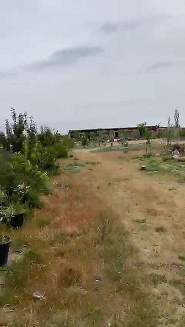 Torpaq: 12 sot, Tikinti, Mülkiyyətçi, Kupça (Çıxarış) — 1