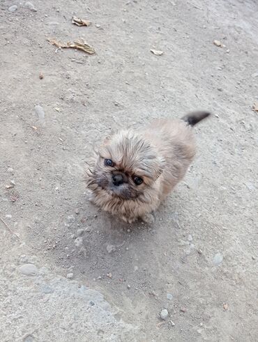 İtlər: Pekines — 9
