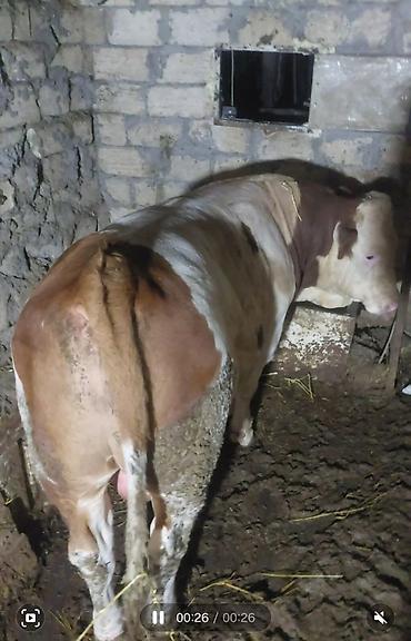 damazlıq heyvanların satışı: Salam 15 ayligdi temiz qan simental erkey kesimede yararlidi — 2