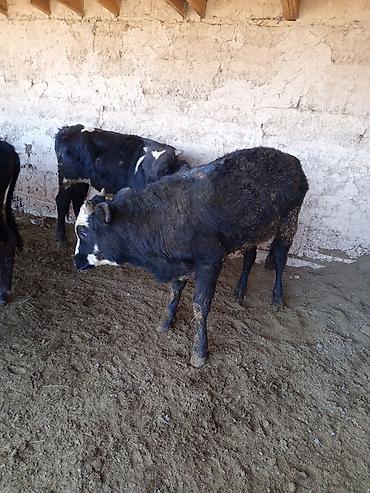 Коровы, быки: Продаю | Бык (самец) | На откорм — 1